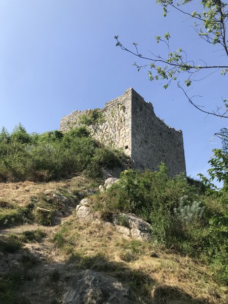 File:Turris nigra .jpg